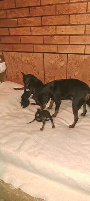 Пинчер  с БГ ПАСПОРТ