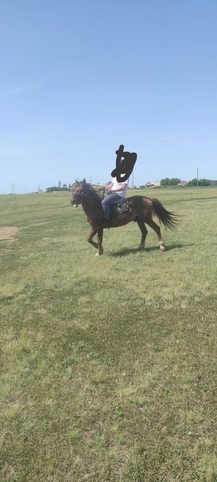 Продам жеребца, 7 лет