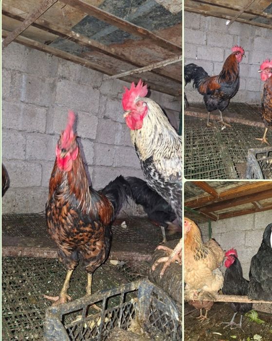 Петушки домашний