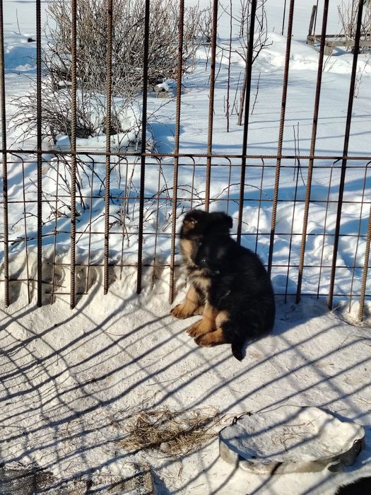 Продам щенков немецкой овчарки