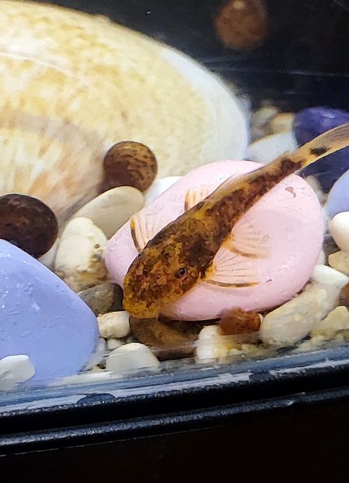 Мальки сомика анциструса (присоски)