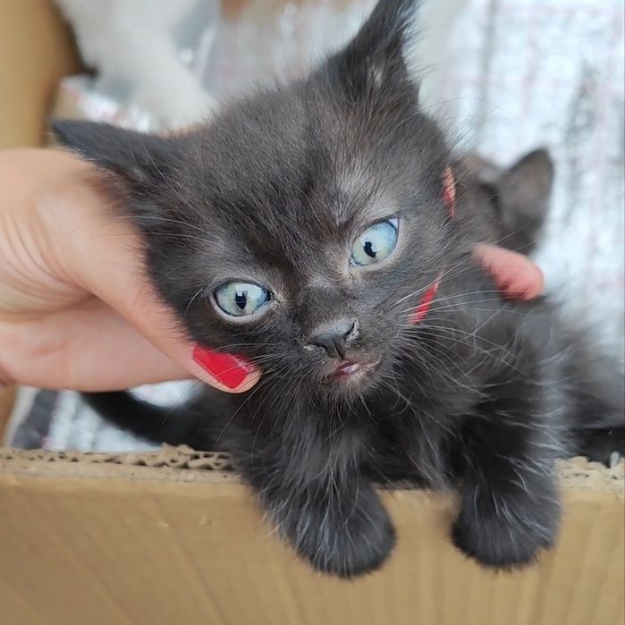 котята для радости и любви