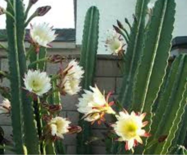 Продам кактус цериус