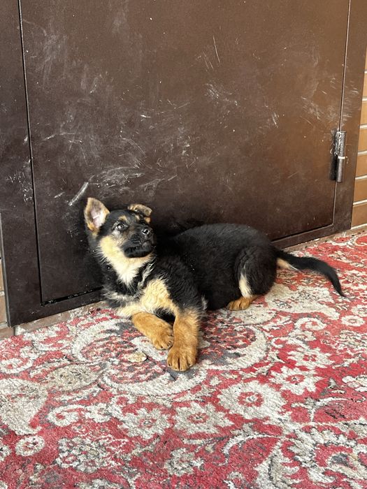 немецкий овчарка