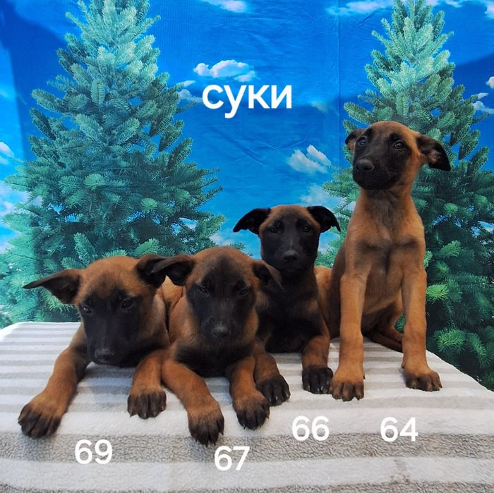 Продаются чистопородные щенки Малинуа