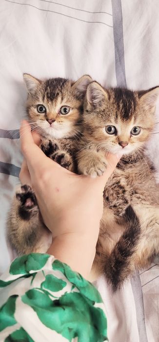 Koptok teshigi BDSM fotosuratlari