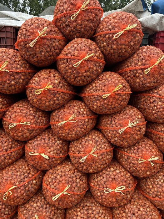 Vand arpagic Romanesc