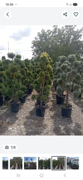 Tuia  leilandi chipaross