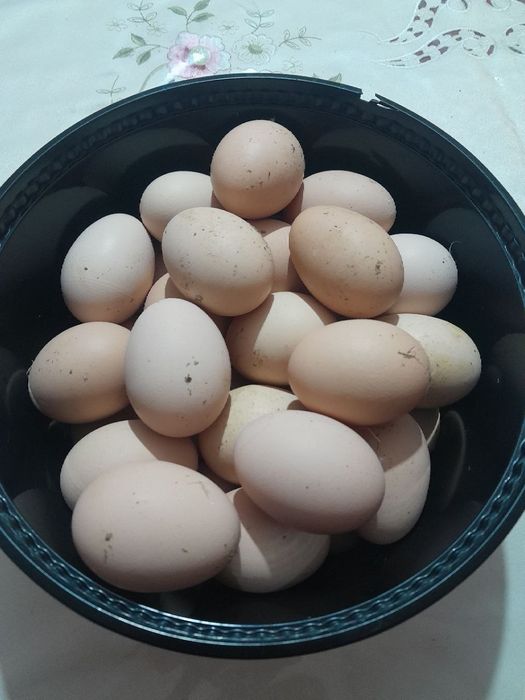 Ishonchli brama tovuq tuxumi