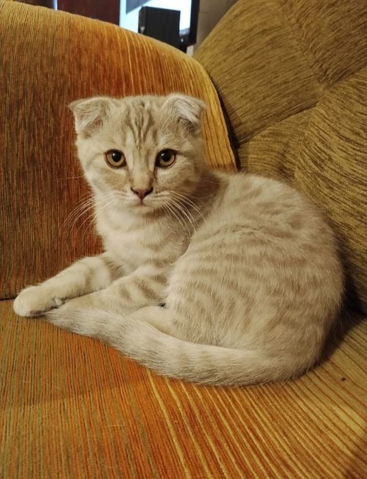 Котёнок веслоухий