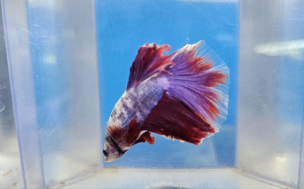 Рыбки петушки в наличии!