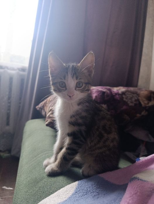 Отдам котят в добрые руки