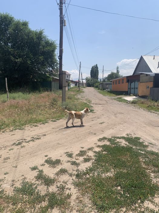 Продам шенка алабай девочка