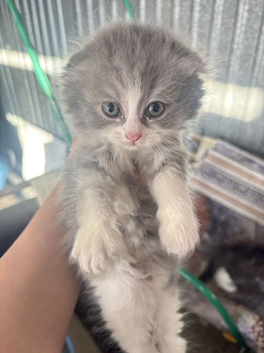 Срочно продам котят