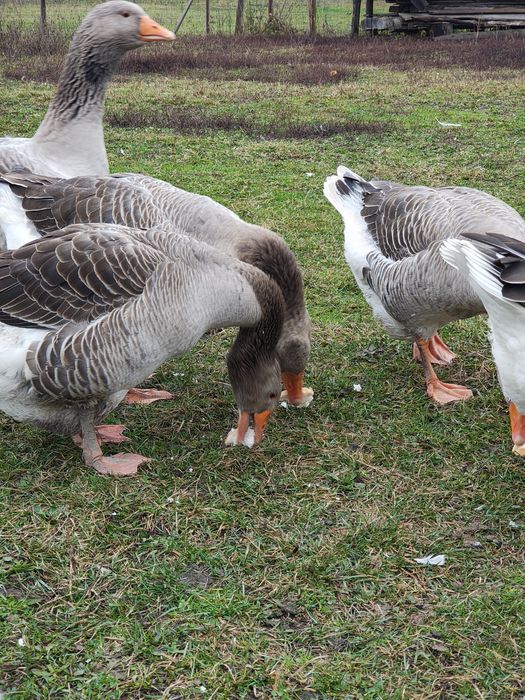 Gaste Toulouse și rate mute