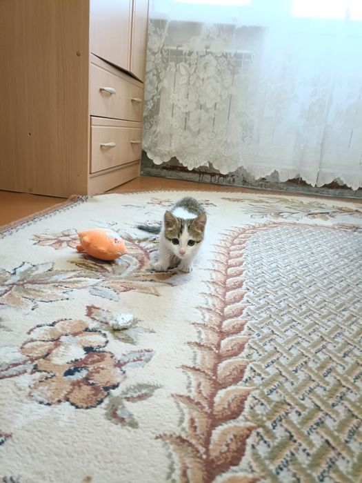 Отдам котенка в добрые руки