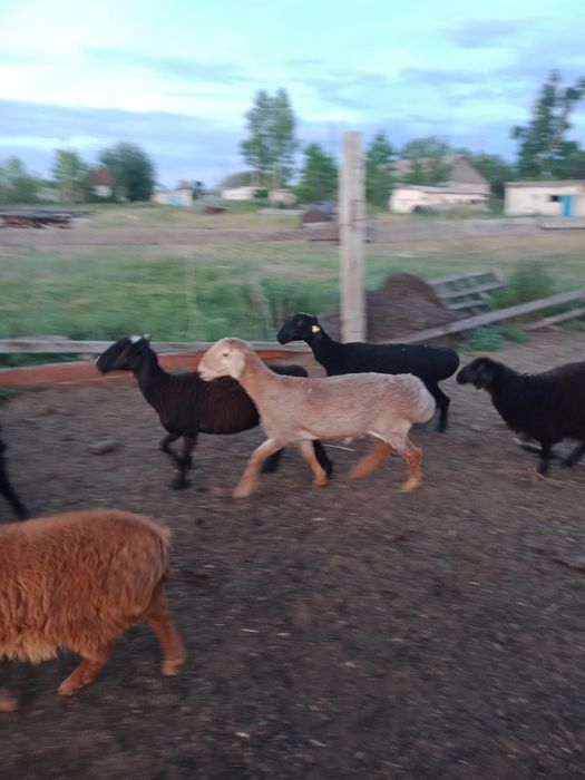 Продам барана кошкар