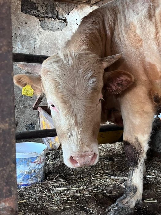 Бык на мяса . Стоит на откормем