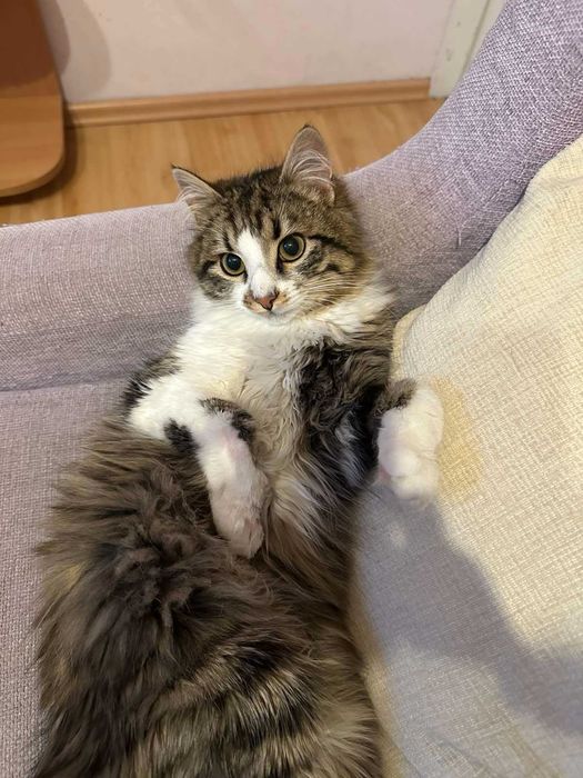 Коте за осиновяване