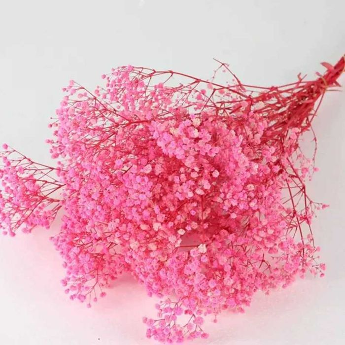 Гипсофила сухоцветы