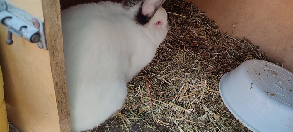 Хар хил турдаги ва рангдаги куйонлар бор, келиштириб берилади