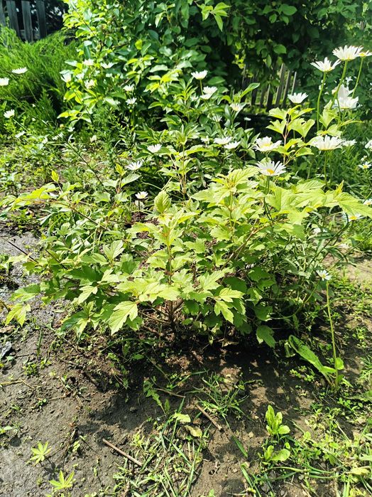 Рассаду бульданеш  3 летний