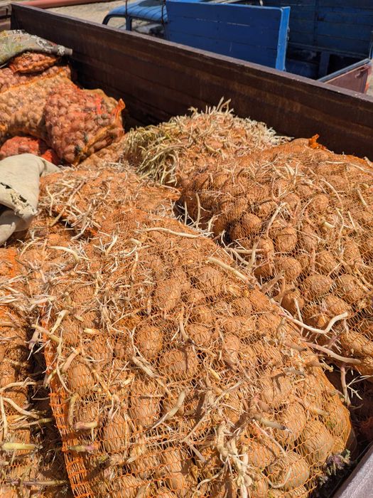 Cartofi pentru animale