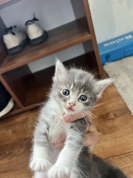 Котенок бесплатно