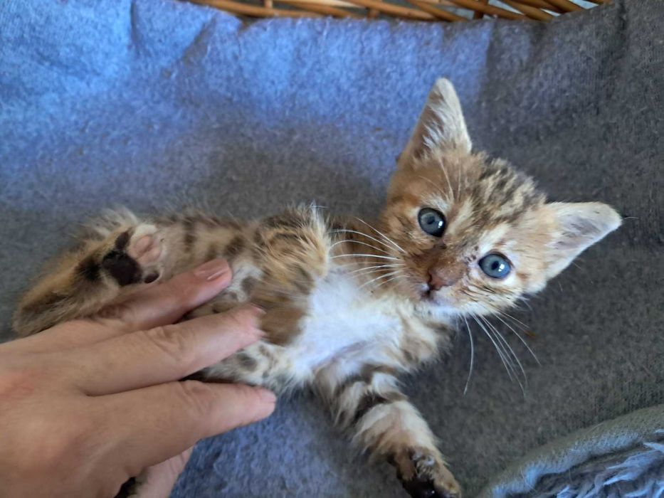 Подарявам котенца