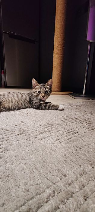Котенок. Мальчик месяцев 4