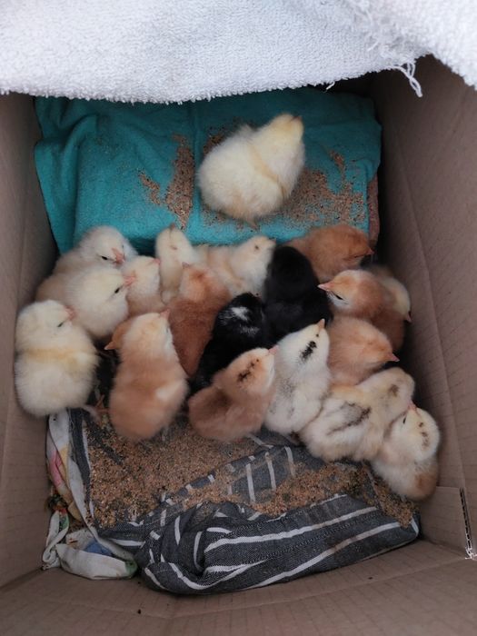 Pui de vânzare de o săptămână