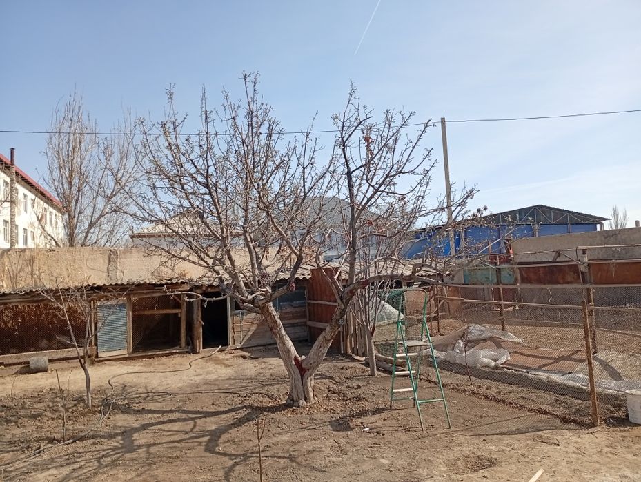 Обрезка плодовых деревьев