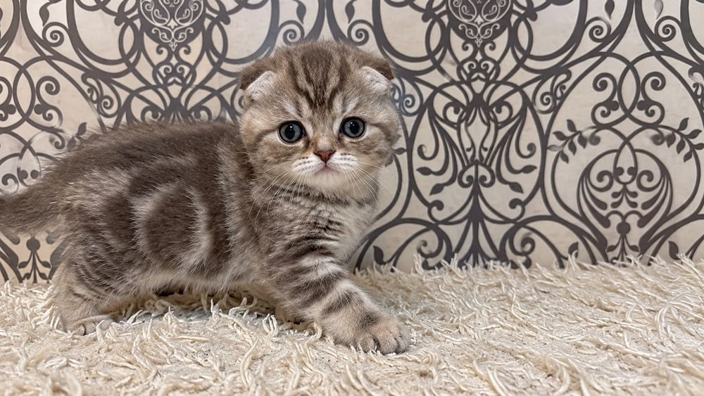 Продаётся котенок,мальчик.