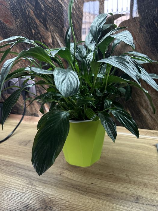 Спатифиллум женское счастье