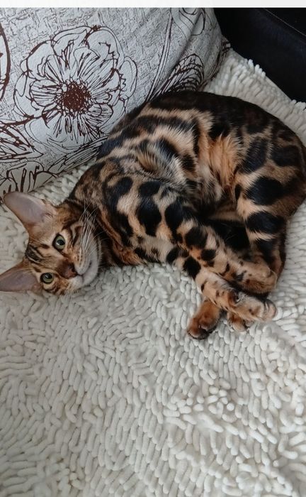 Кот и кошка бенгалы,продам