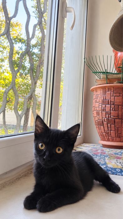 Котенок мальчик ищет самых любящих хозяев