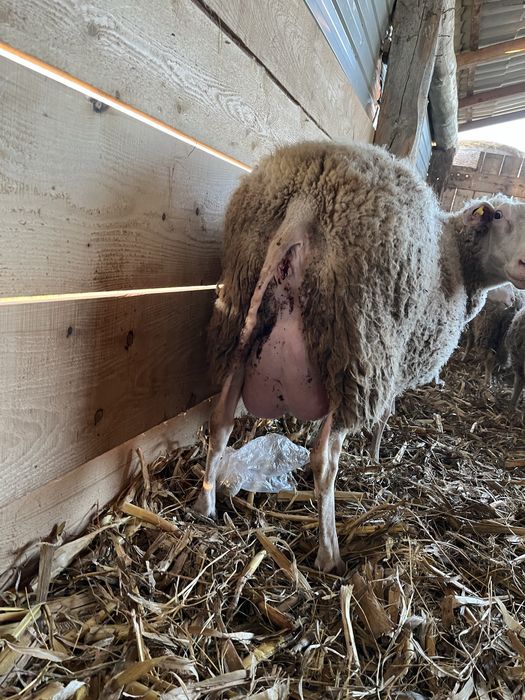 Vand oi rasa friză germana