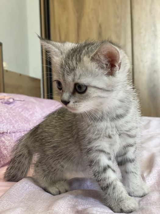 sibiriski shinshilla mushukchalar sotiladi 750.000