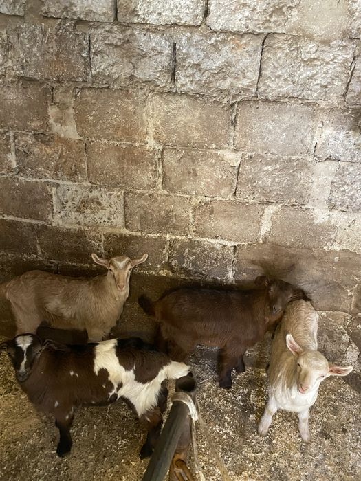 Iezi/miei de vanzare