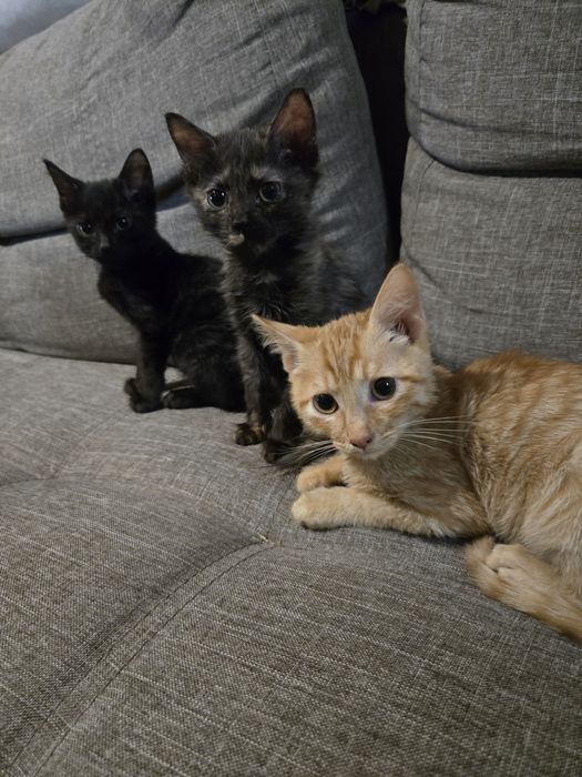 Котята от домашней кошки в добрые руки