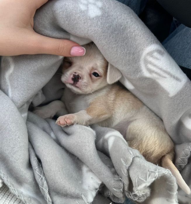 Мини чихуахуа на 2 месеца