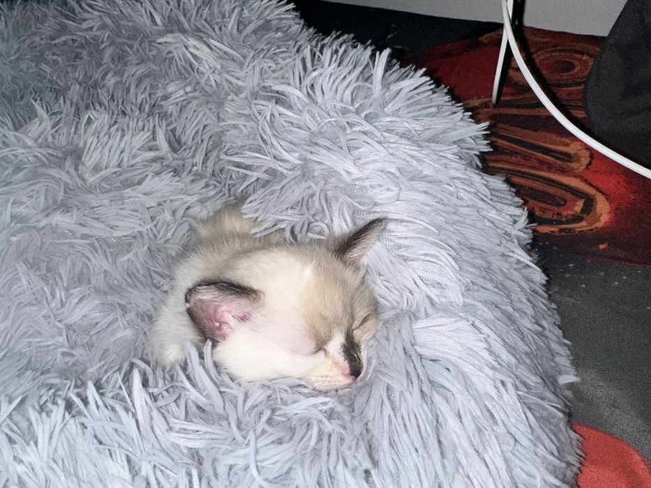 Отдадим в добрые руки Бесплатно