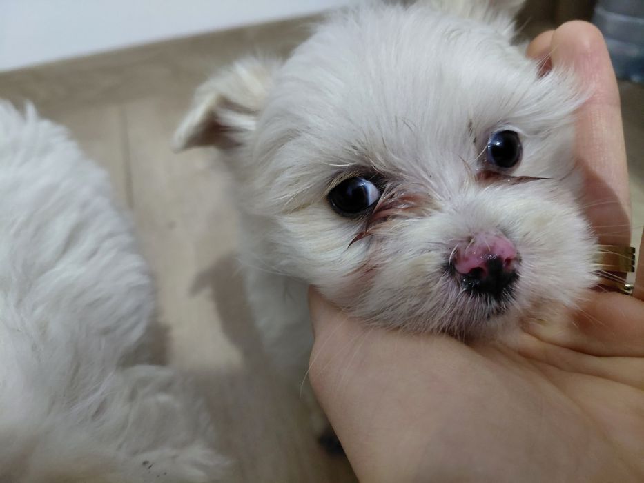 Catei  Bichon   Maltez