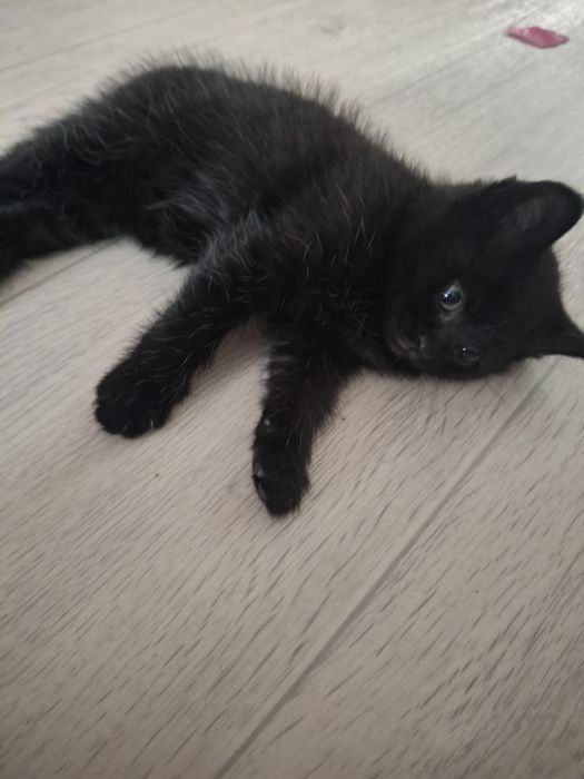 котята за 3000тг