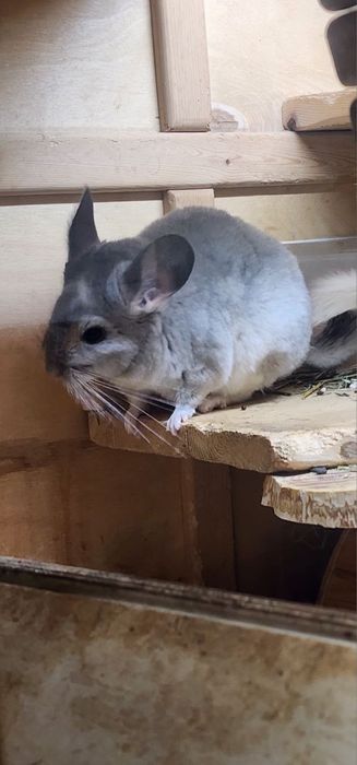 Продам малыша шиншилы