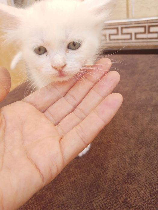 Котята на продажу