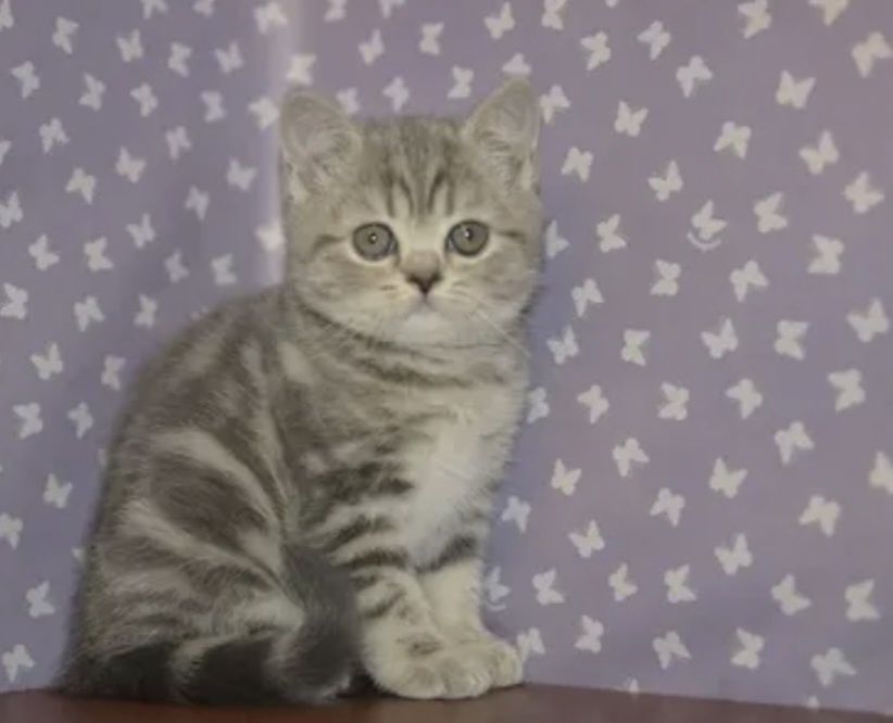 Котята фолд страйк