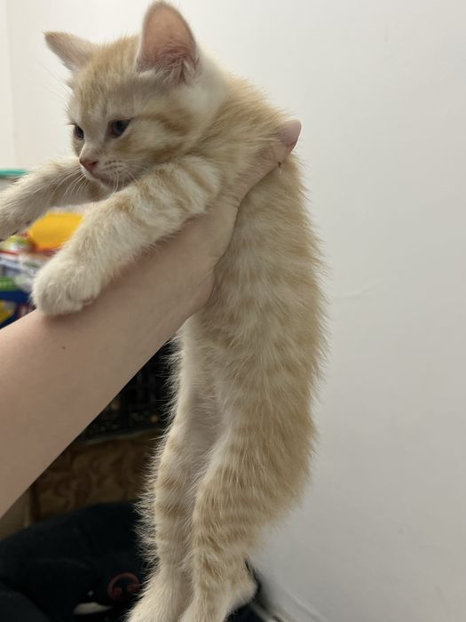 котята шиншилла 2 месяца