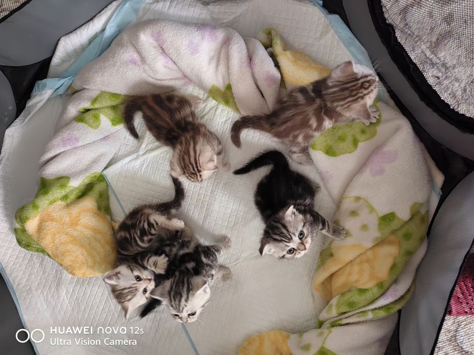 Продам Шотландских котят