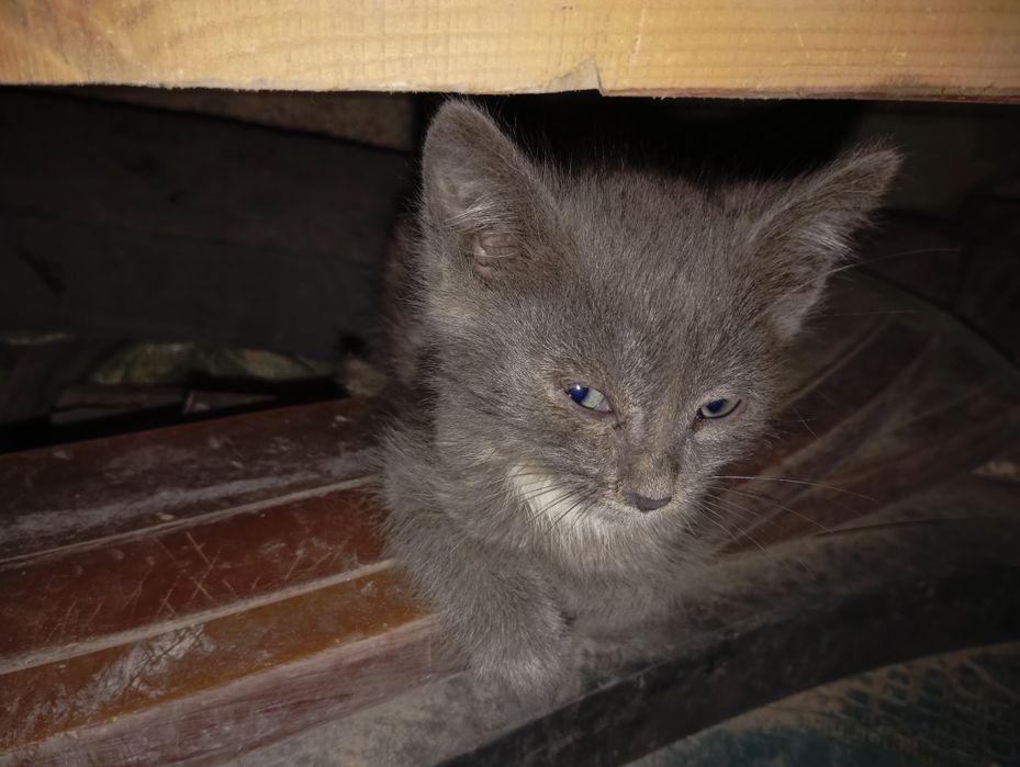 Спасите Камчатку